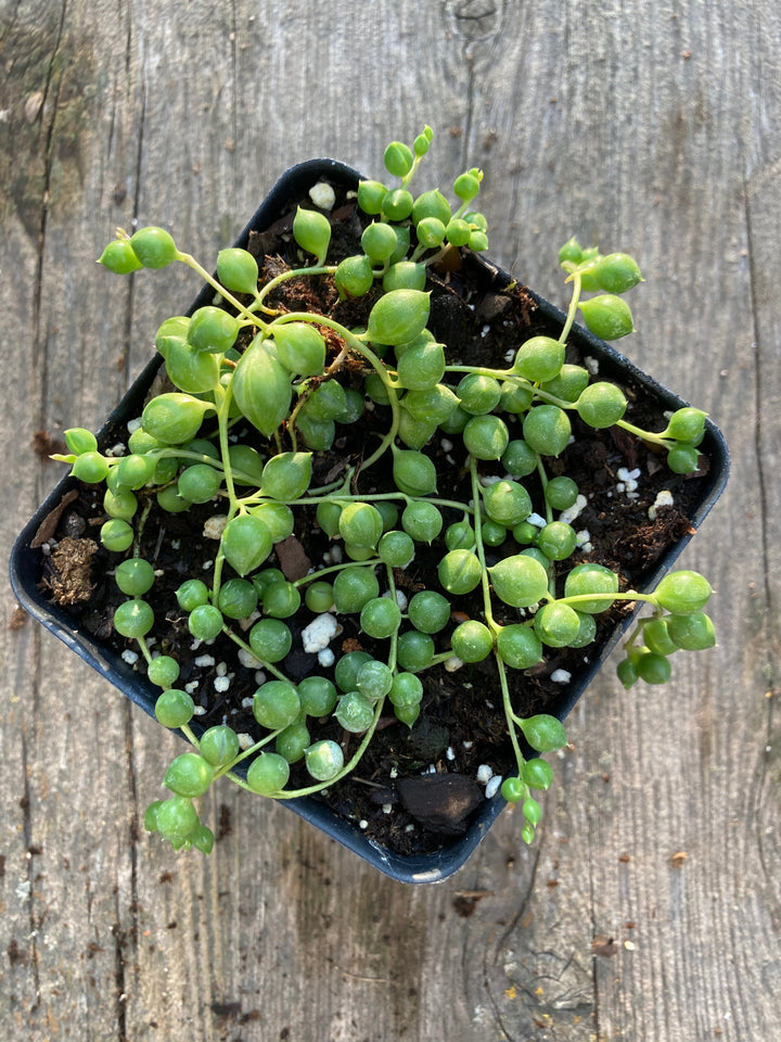 String of pearls or string of beads succulent green plant in square black pot
