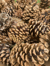 Load image into Gallery viewer, Pine cones
