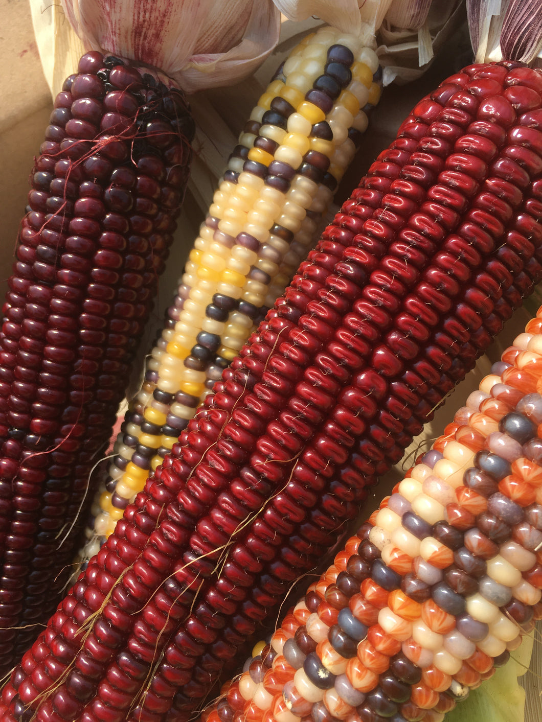 Ornamental Corn /Indian Corn Ear with Husk - Local Pickup