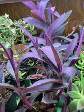 Load image into Gallery viewer, Tradescantia pallida Plant
