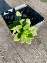 Load image into Gallery viewer, Succulent Jade Plant
