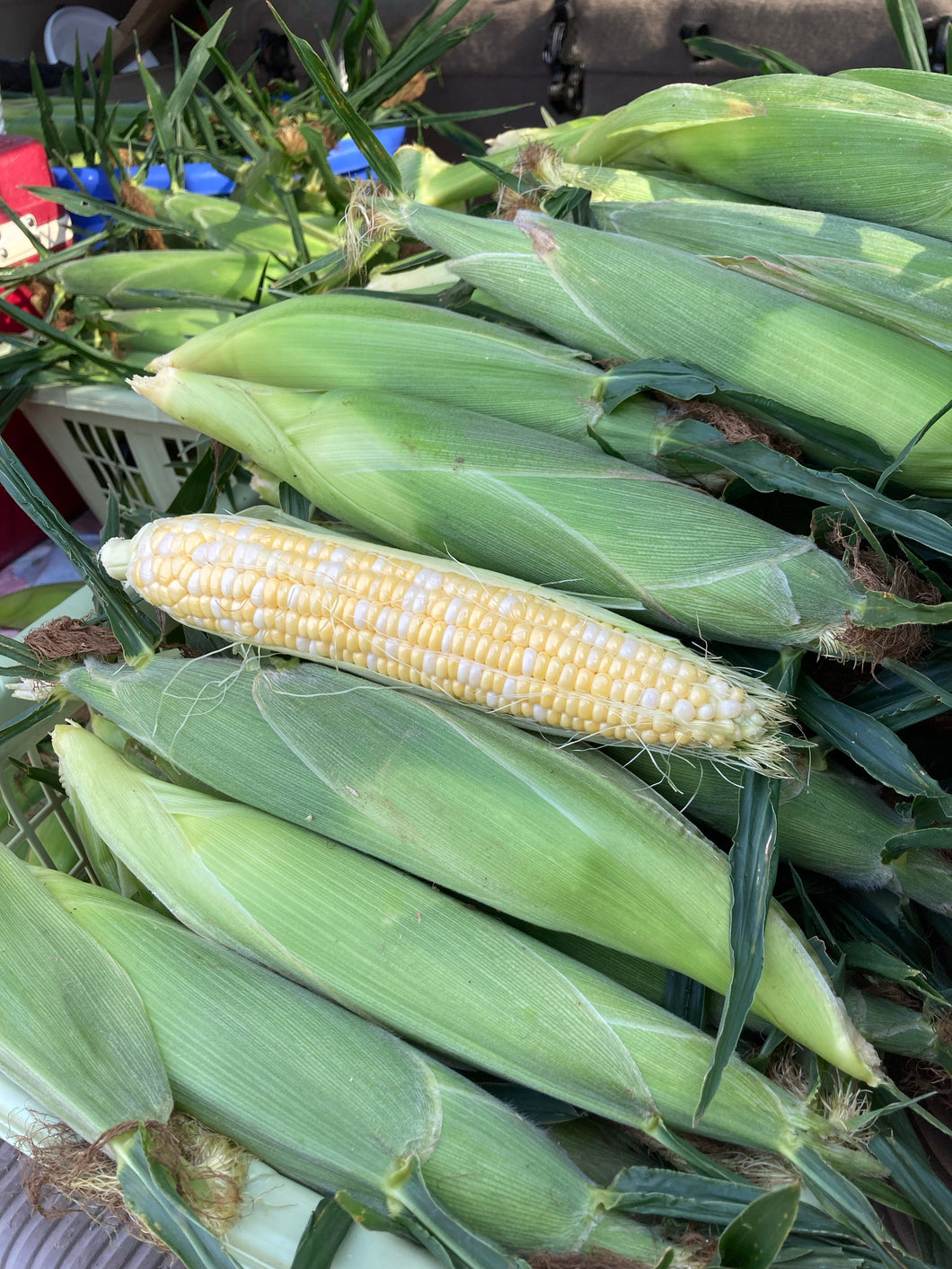 Sweet Corn COMING BACK SUMMER 2024