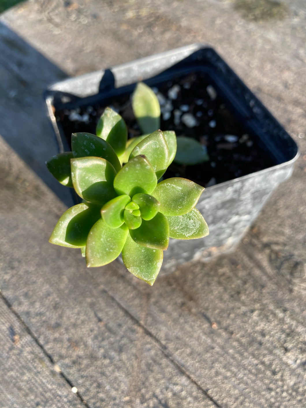 Succulent Jade Plant
