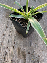 Load image into Gallery viewer, Spider Plant or Airplane Plant Chlorophytum comosum
