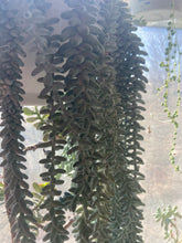 Load image into Gallery viewer, Burrows Tail Plant - Sedum morganianum
