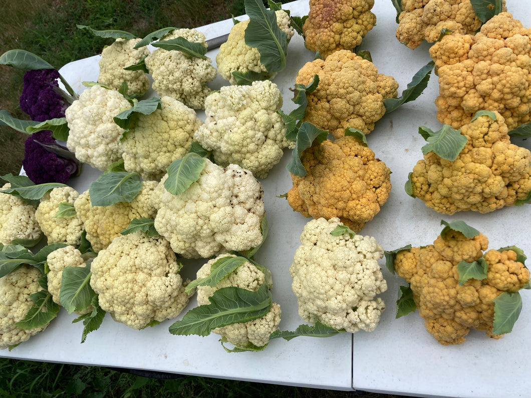 Cauliflower - For Summer and Fall 2024